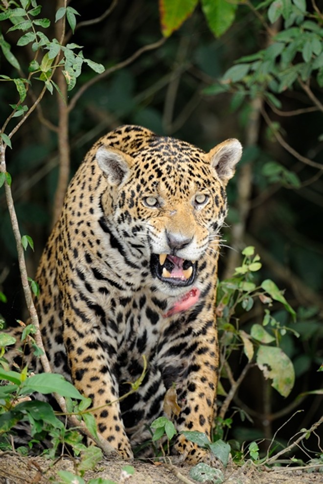 Krause também registrou imagens da natureza na terra |