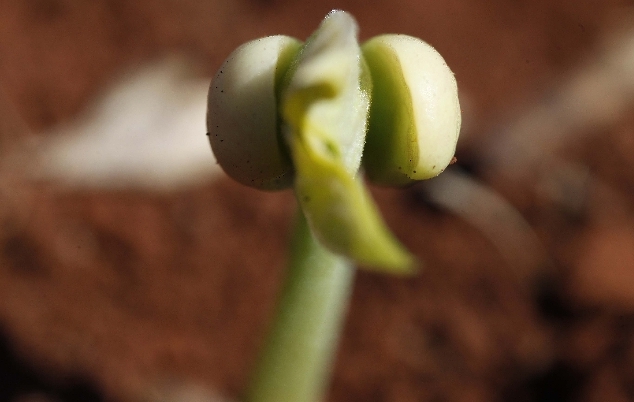 Superoferta faz produtor “devolver” lucros de 2013 | Jonathan Campos/gazeta Do Povo