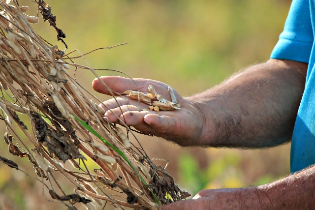 Se falta de chuva e calor intenso persistirem, perdas podem chegar a 2,5 milhões de toneladas | Ruderson Ricardo/ Gazeta Do Povo