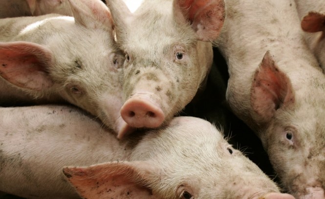 Sanidade animal deve ganhar reforço com realização do concurso, que vai ampliar o quadro de técnicos. |