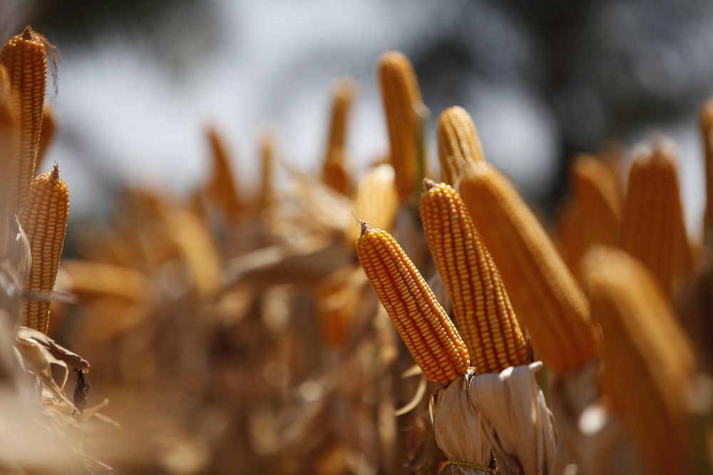 Mesmo com redução de área em estados produtores, produção brasileira é farta neste ano. Colheita ainda está em andamento. | Jonathan Campos / Gazeta Do Povo