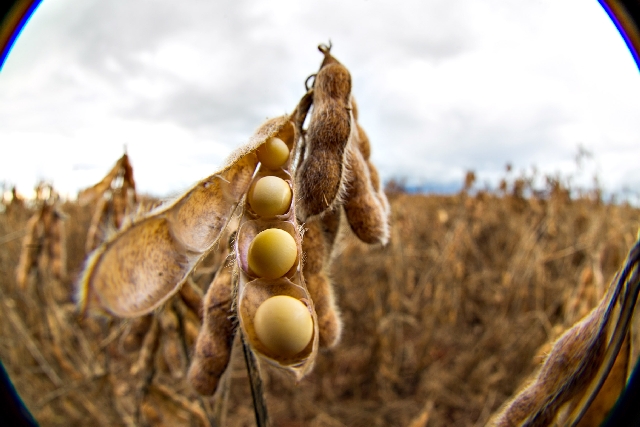 | Daniel Castellano/gazeta Do Povo