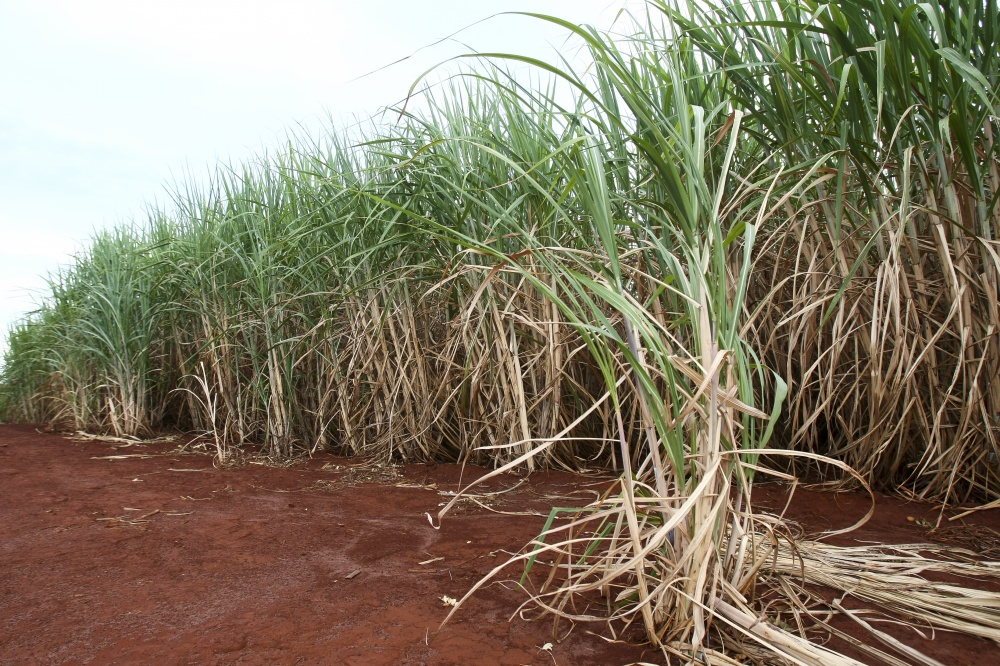 União das empresas ficará restrita a originação e comercialização de açúcar bruto e refinado. | Andre Rodrigues / Gazeta Do Povo