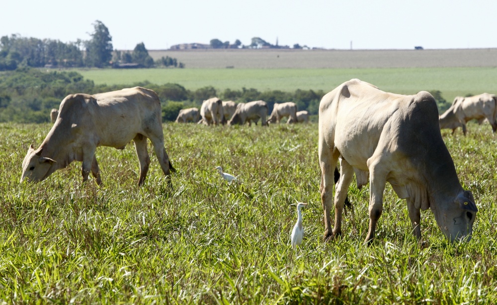 Alvo dos exportadores brasileiros, Rússia tem preferido adquirir carne da Ásia para garantir abastecimento interno. | Hugo Harada / Gazeta Do Povo