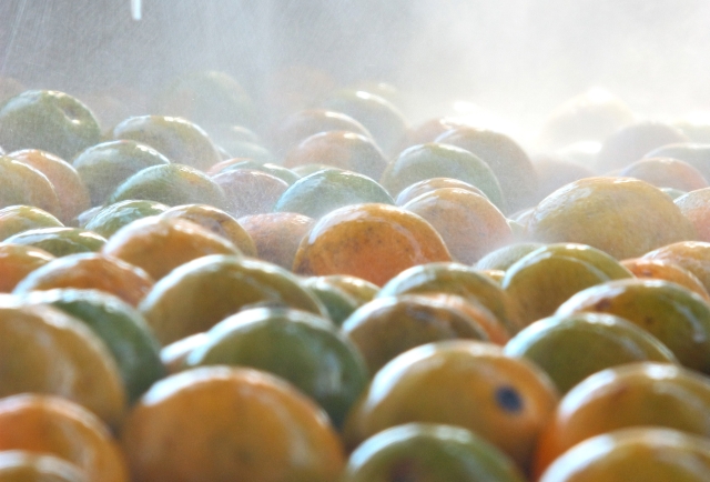 Indústria de sucos da cooperativa Integrada exigiu investimento de R$ 15 milhões | Arquivo/fa¡bio Dias/gazeta Maringa¡