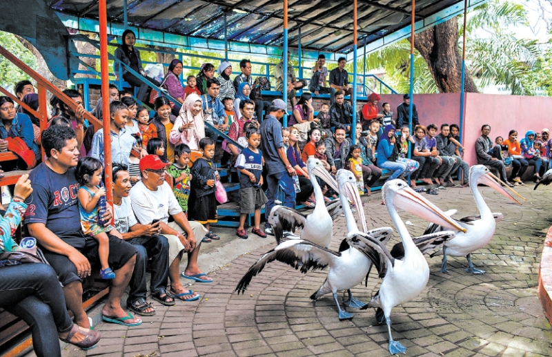 Show no zoológico municipal de Surabaia, na Indonésia, onde mais de cem animais morreram desde junho do ano passado | Andri Tambunan para The New York Times