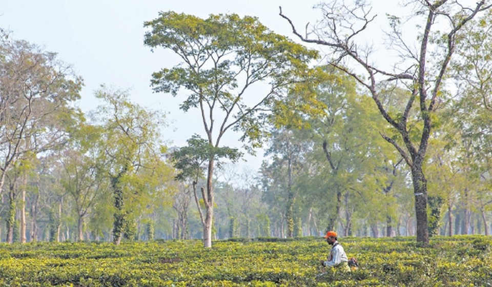 Fazenda de chá indiana é alvo de denúncias Trabalhadores esperavam melhorias quando uma grande empresa assumiu o controle de fazenda de chá | Himanshu Khagta para The New York Times
