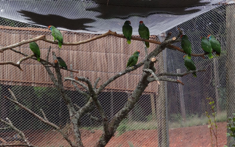 Os filhotes de papagaios-chauás foram alguns dos animais transferidos para o novo espaço nesta quinta-feira (7) | Divulgação/SMCS