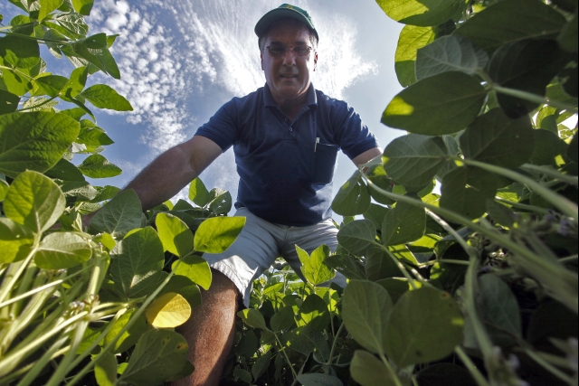 O brasileiro Aquiles Stefanello mostra área com potencial para 3 mil quilos de soja por hectare no Uruguai | Jonathan Campos/gazeta Do Povo