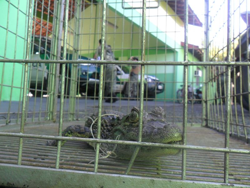 Filhote de jacaré tinha um anzol preso à boca. Ele passaria por uma cirurgia para retirar a isca e depois deve ser solto na natureza | Polícia Ambiental de Maringá/Divulgação