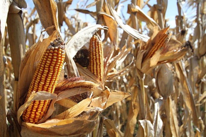 Milho pronto para a colheita. |
