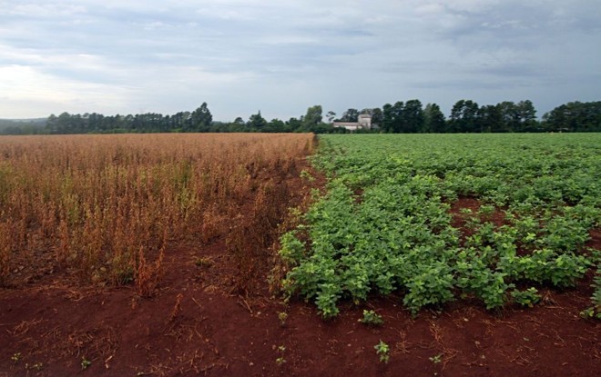Aumento do plantio de segunda safra de soja no Brasil e Paraguai ocorre em função de perdas no verão, baixos preços de milho e produção de semente. |