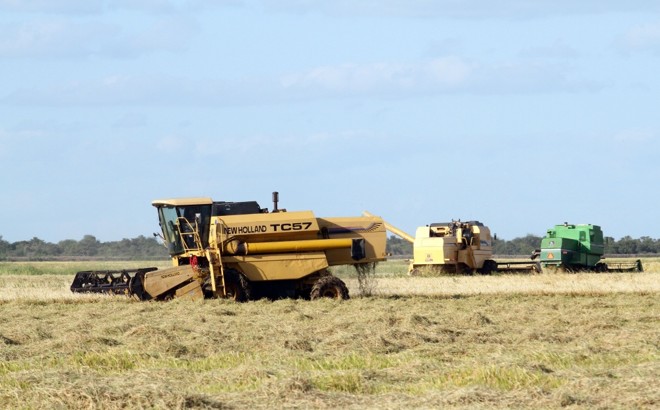 Por enquanto, o que avança é a colheita de arroz. Na foto, máquinas trabalham na província de Entre Rios. |
