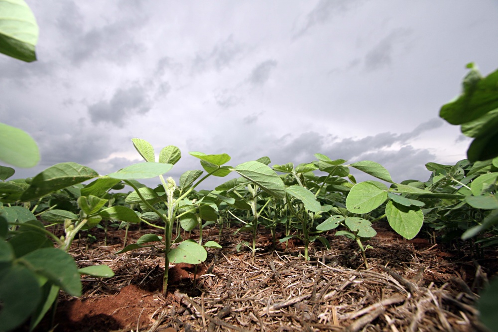 Segunda safra deve ajudar Paraguai a atingir colheita recorde de 9 milhões de toneladas na soja. | Christian Rizzi / Gazeta Do Povo