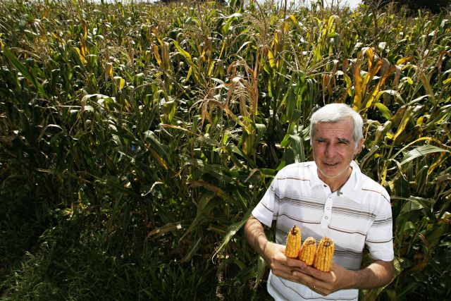 José Gardingo mostra espigas colhidas nos Campos Gerais | Josua© Teixeira/gazeta Do Povo