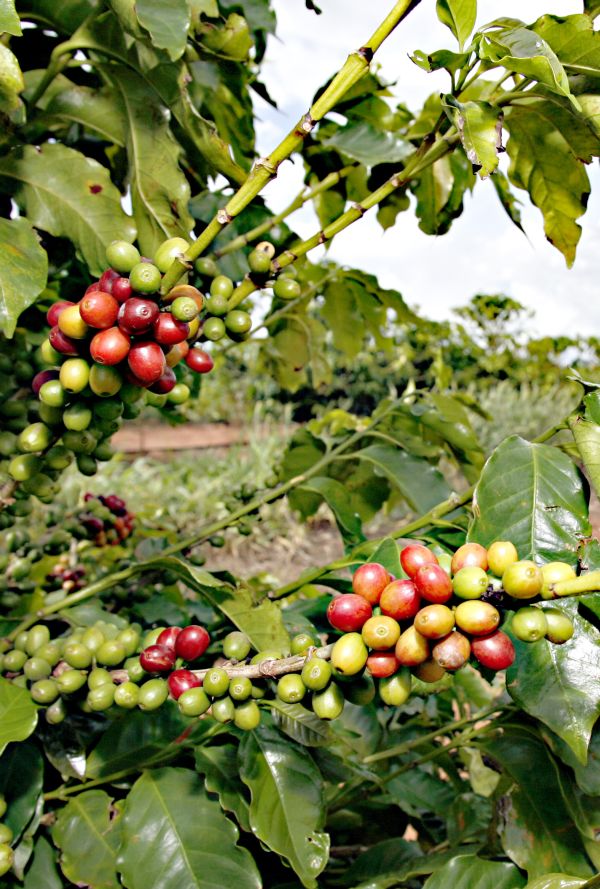 Colheita terá qualidade só alcançada em regiões altas | Josua© Teixeira/gazeta Do Povo