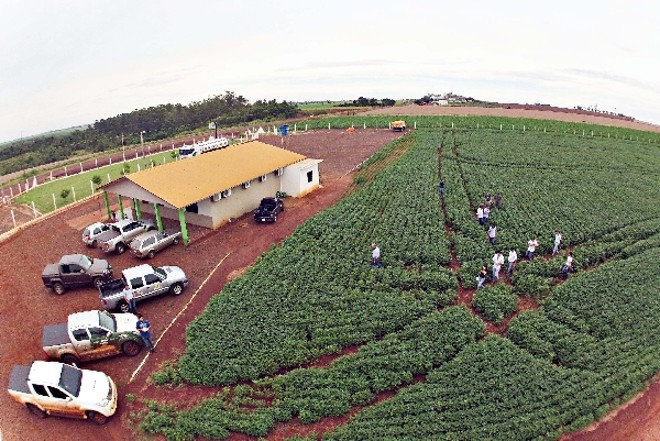 Expedição visita a campo de produção de sementes em Alto Paraná. Cadeia em expansão |