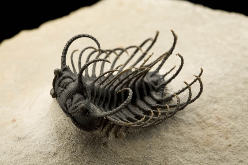 Espécime de Walliserops que viveu há 400 milhões de anos; Huber, como outros cientistas, é fascinado pelos trilobitas | Chip Clark/Smithsonian