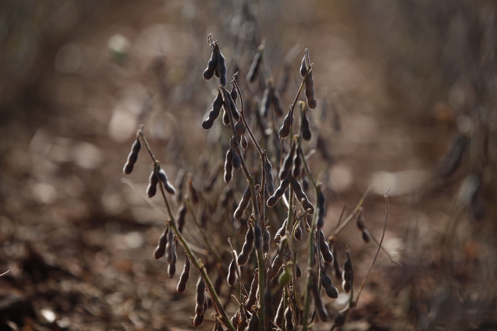 Plantas de soja tiveram desenvolvimento e enchimento de grãos comprometidos por altas temperaturas e falta de chuva em fase crucial. | Jonathan Campos / Gazeta Do Povo