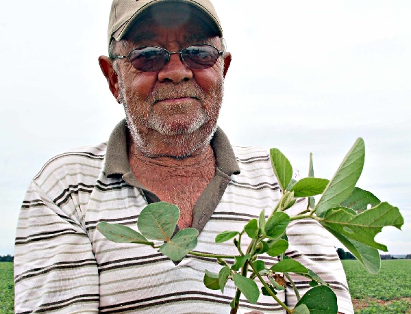 Nelmo Wagner ampliou cultivo da oleaginosa de 850 para um total de 1.100 hectares | Christian Rizzi/gazeta Do Povo