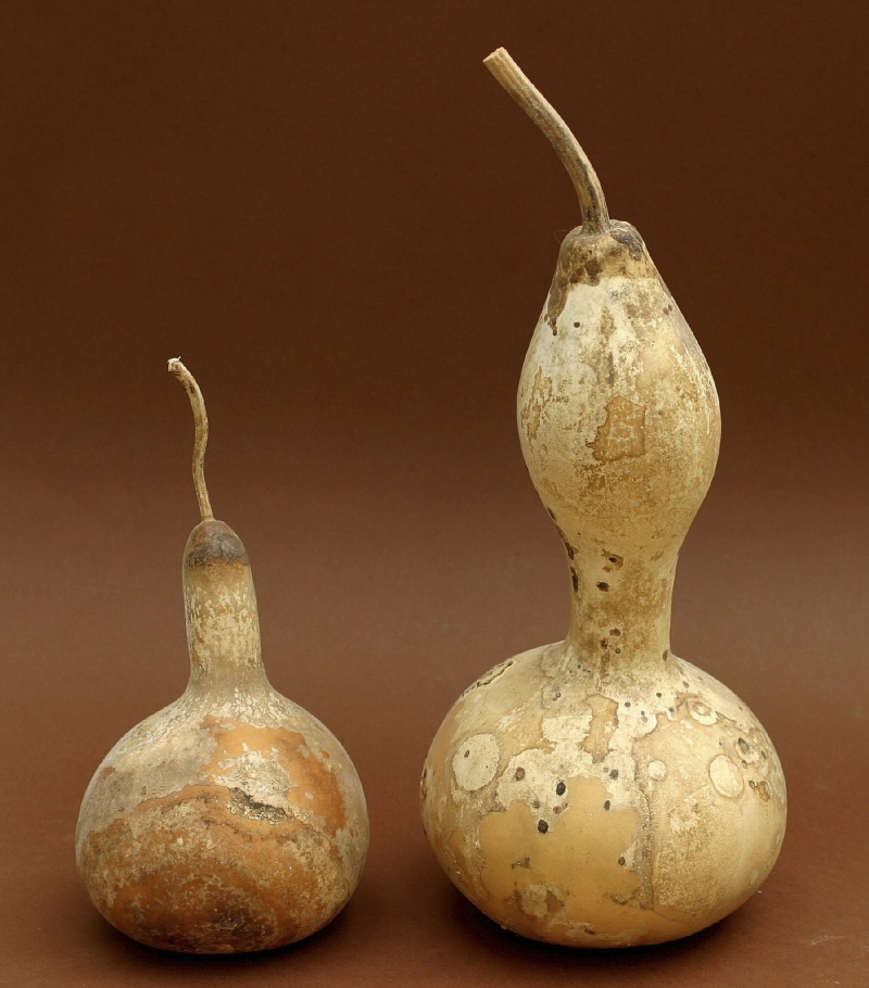 Análise genética e modelos de correntes marinhas ajudaram a solucionar um mistério transatlântico | Caramaria