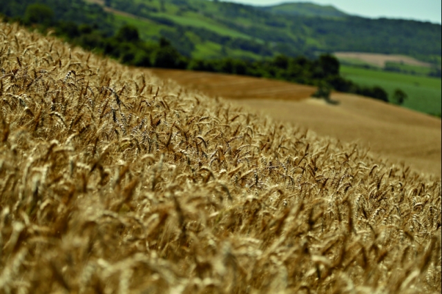 Mesmo com previsão de aumento na produção, o Brasil continuará dependendo de fornecimento estrangeiro | Marcelo Andrade/gazeta Do Povo