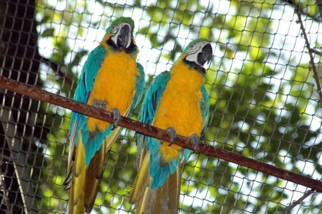 Cerca de 300 animais vivem no bosque e contam com atendimento de biólogos e veterinários | Prefeitura de Apucarana/Divulgação