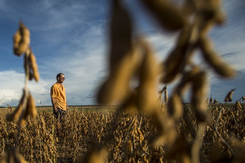 Vanderlei Ferrari espera encerrar safra com produtividade de 50 sacas por hectare. |