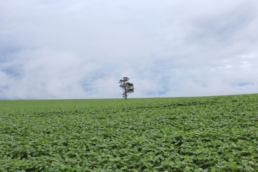 Umidade favoreceu plantação de soja safrinha em Campina da Lagoa (Centro-Oeste do Paraná), apesar da “neutralidade climática”, que reduz as precipitações, prevalecer há dois anos
