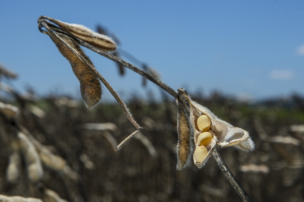 Setor teme que haja oneração de 9,25% nas operações de venda da soja em grão não destinadas a indústria. | Andra© Rodrigues / Gazeta Do Povo