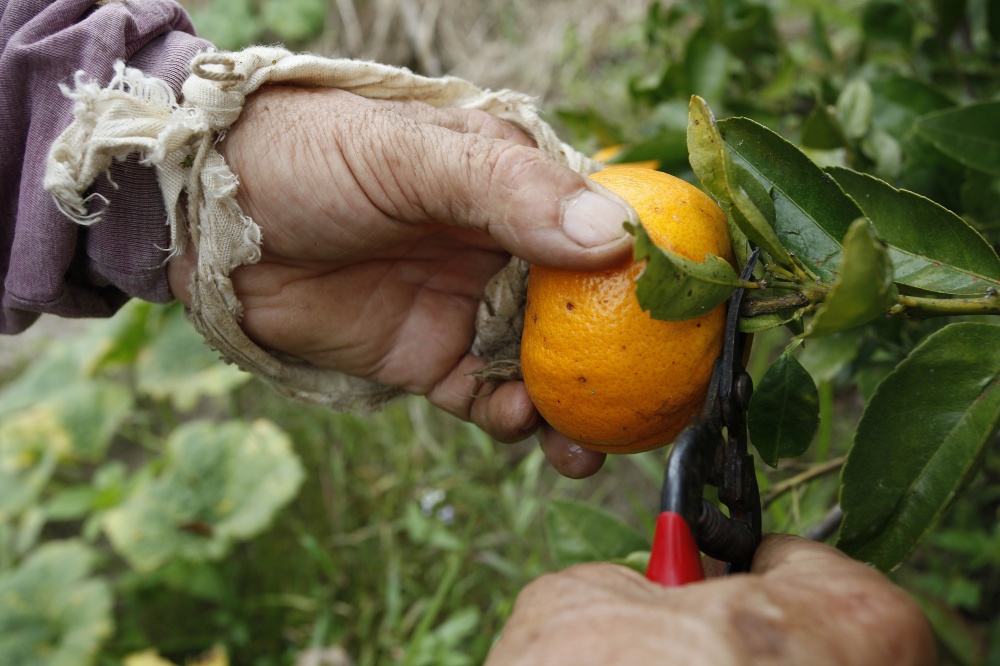 Ponkan | Foto: Jonathan Campos/gazeta Do Povo