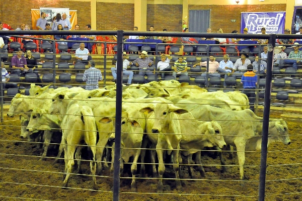 Leilão de gado promete evolução genética ao rebanho do Paraná | Divulgaa§a£o/sociedade Rural Do Parana¡