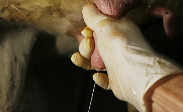 Produção é favorecida pelo clima nas últimas semanas, que garante pastos aos animais. | Josua© Teixeira/gazeta Do Povo