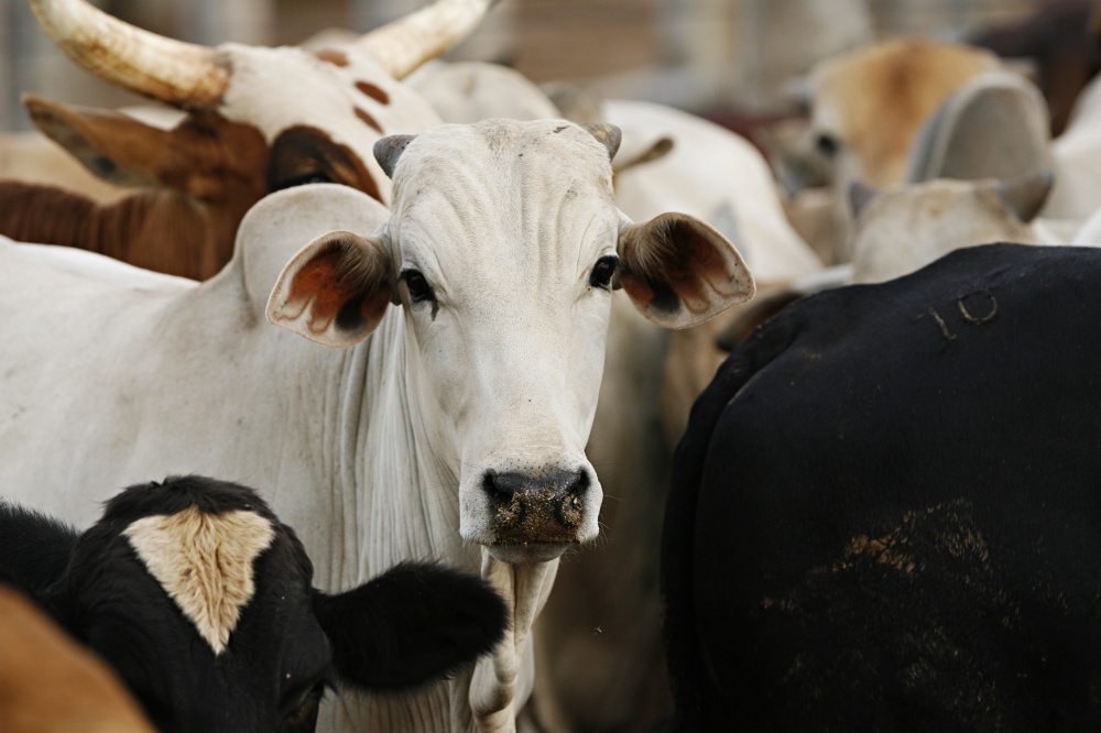 Caso em Mato Grosso surge no momento em que o Brasil amplia as vendas externas de carne bovina para o mercado internacional. | Josua© Teixeira / Gazeta Do Povo
