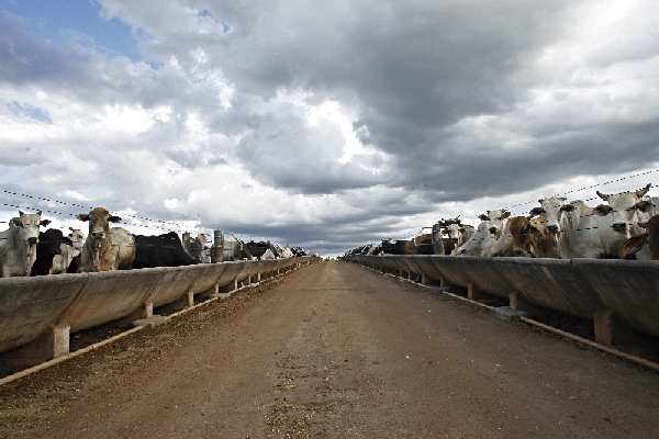 Na última década, rebanho estadual caiu da casa de 10 milhões para a de 9 milhões de cabeças. Produção ganhou eficiência em confinamentos, mas nunca mais decolou | Josua© Teixeira/gazeta Do Povo