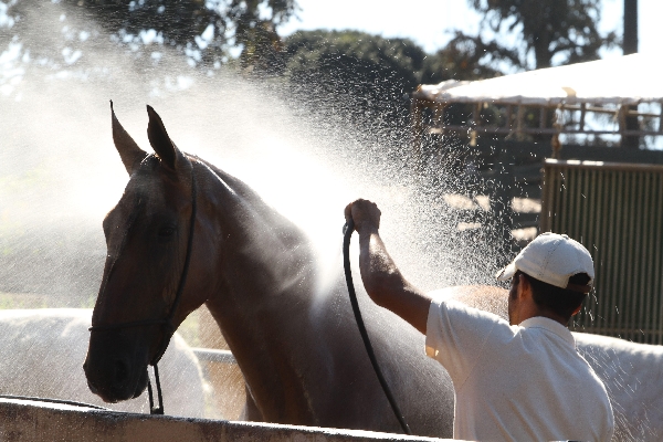 Cavalos, bois e outros animais serão leiloados até o próximo dia 13 na ExpoLondrina | Roberto Custa³dio/ Gazeta Do Povo