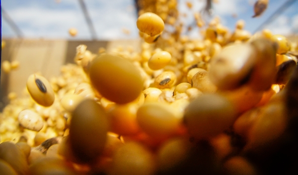 Meta é exportar 51% da colheita da oleaginosa | Daniel Castellano/ Gazeta Do Povo