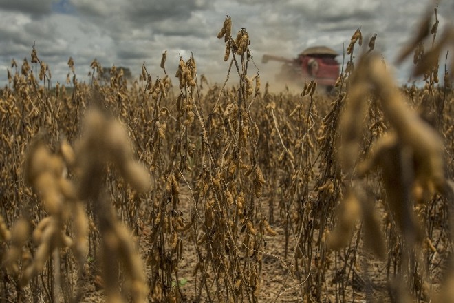 Com produção avaliada em mais de R$ 90 em 2013, lavouras de soja do Brasil sustentam superávit na balança comercial, mas põe setor na mira da tributação | Marcelo Andrade/gazeta Do Povo