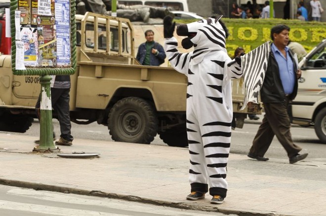 Outra zebra orientando o trânsito em La Paz | 
