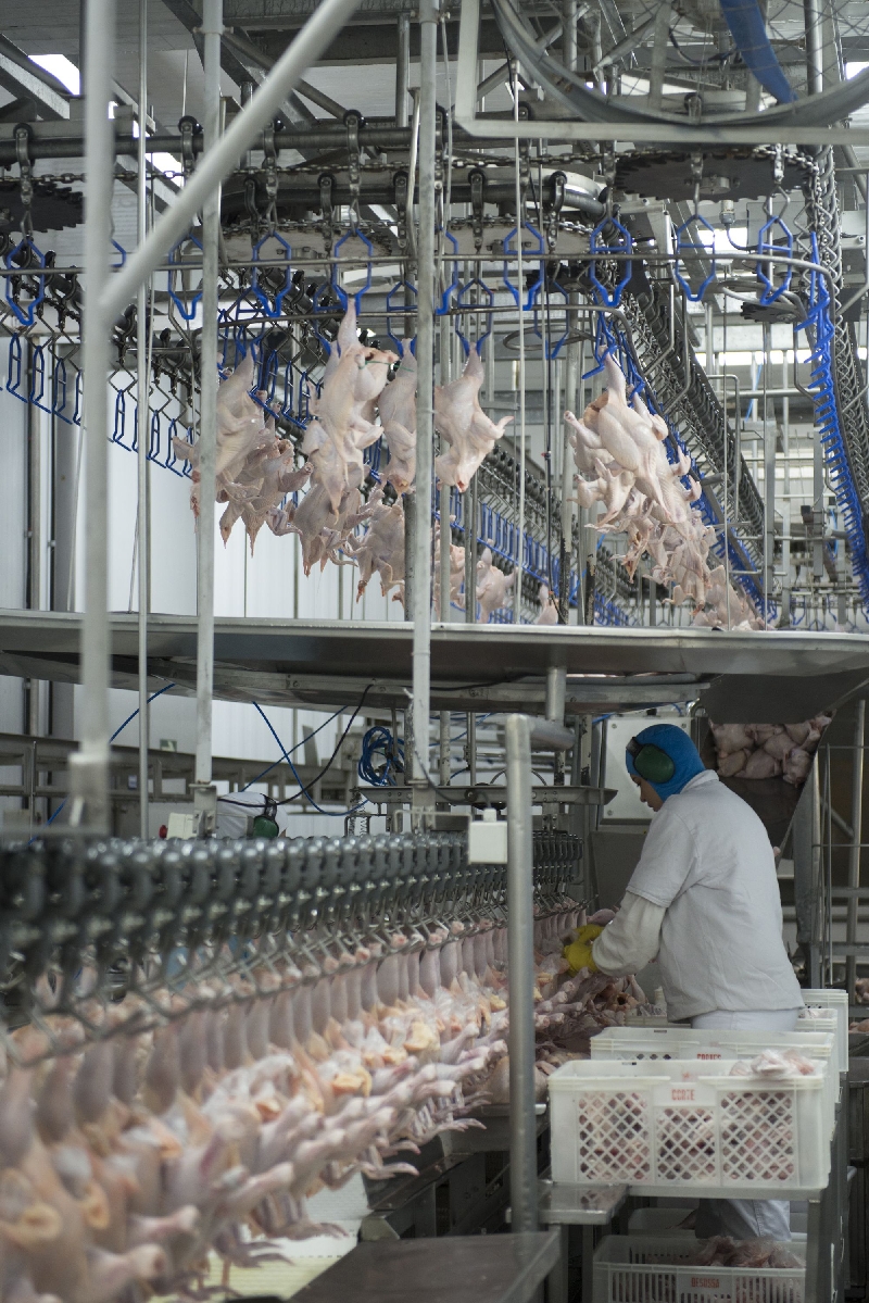 Venda de frangos em pedaços do Paraná para o exterior cresceu 17% neste início de ano | Henry Milleo/ Gazeta do Povo