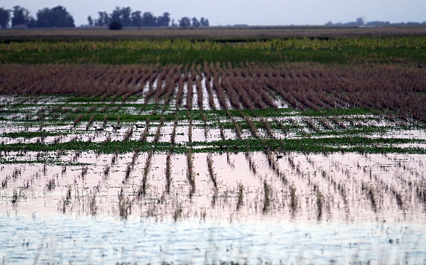 Lavouras de país vizinho receberam chuvas acima da média também na fase inicial de desenvolvimento da safra (foto). Na última semana, acúmulo chegou a 300 mm em algumas áreas | Christian Rizzi/gazeta Do Povo