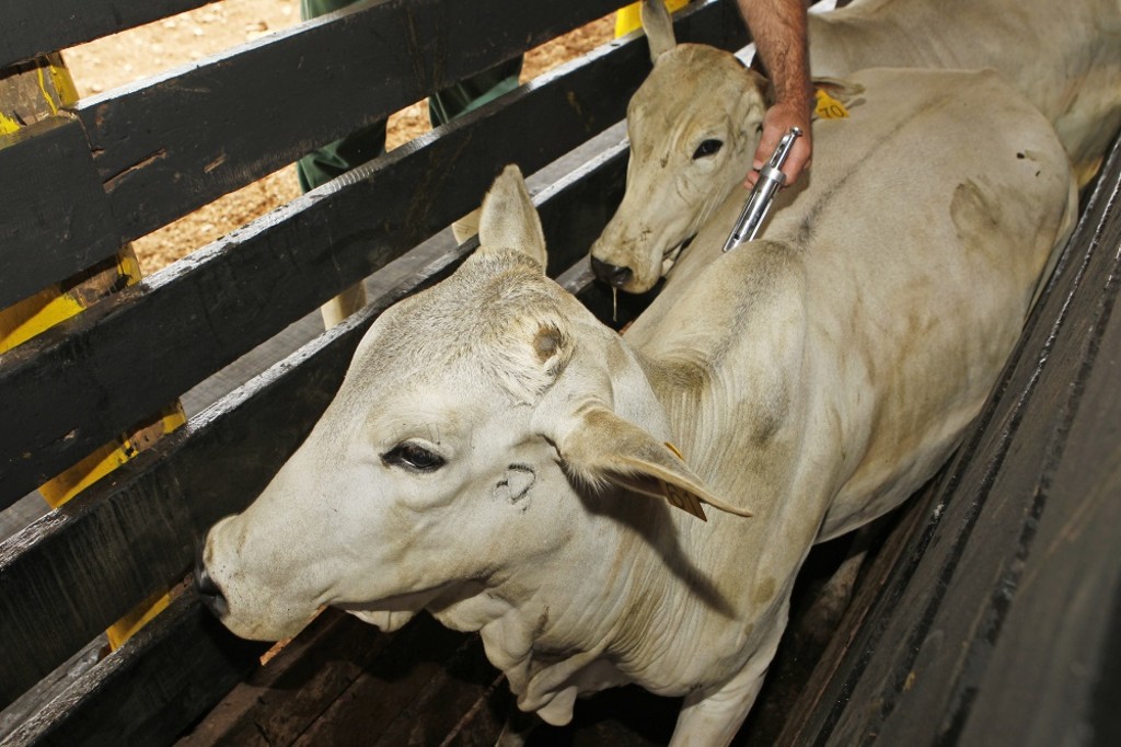 Primeira etapa de vacinação contemplou apenas animais com até 24 meses de vida, o que equivale a 45% do rebanho paranaense.