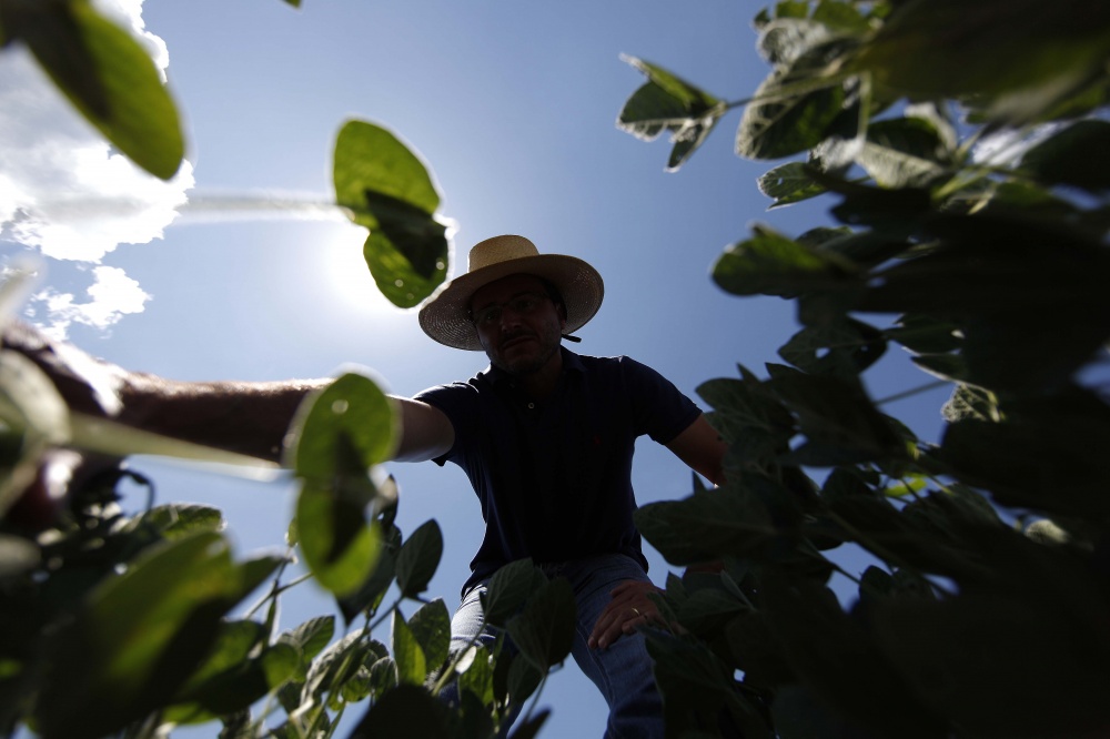 Em primeira avaliação, Seab chegou a projetar quebra de 2 milhões de toneladas na produção de soja do estado, que teve perdas por conta da estiagem e altas temperaturas no início deste ano. | Jonathan Campos / Gazeta Do Povo