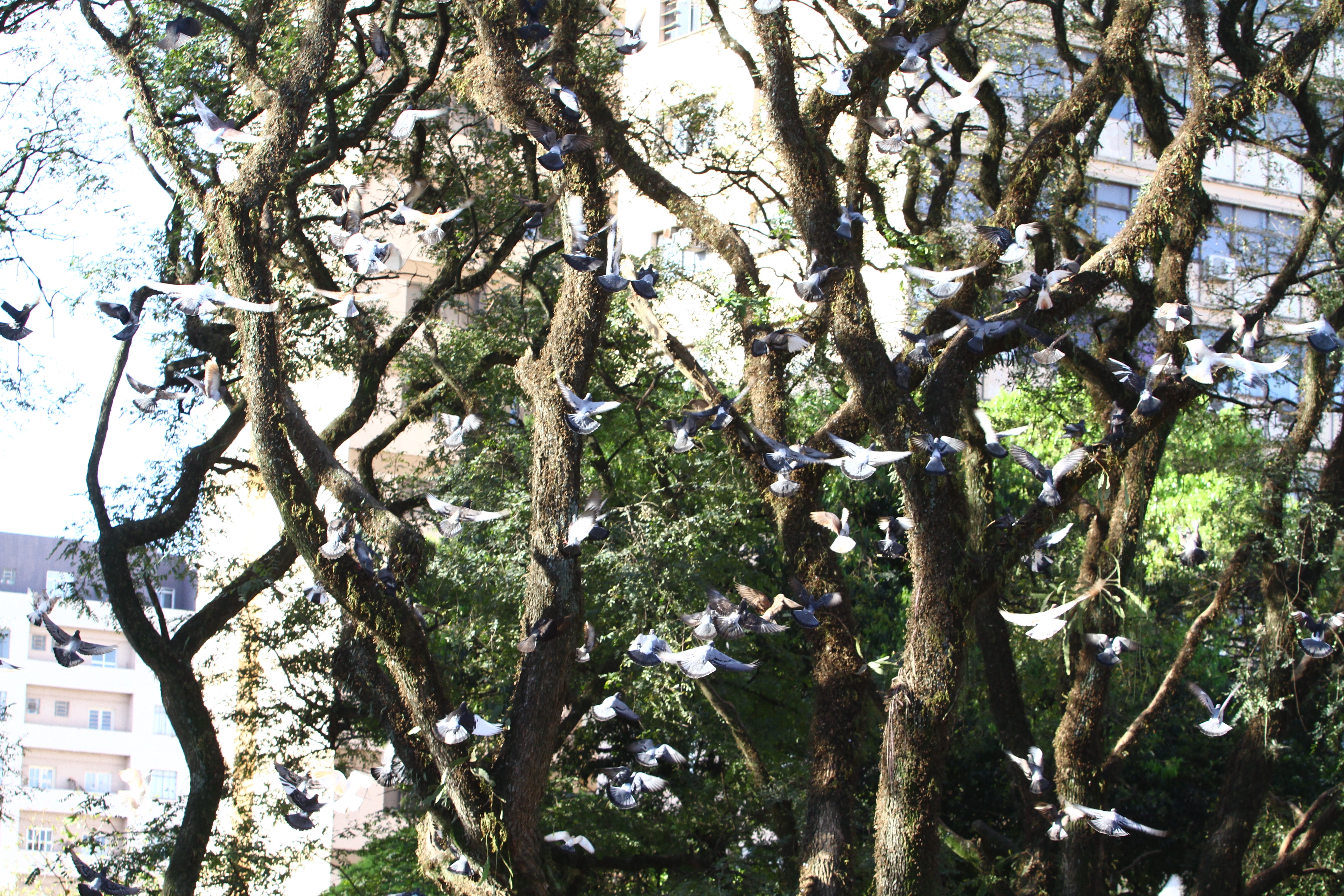 Pombos no Bosque de Londrina | Gilberto Abelha/JL