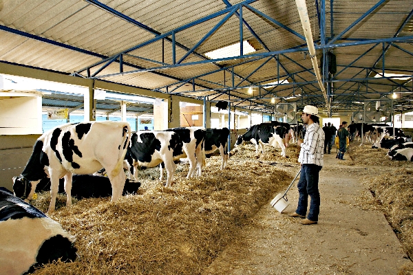 Mimos e cuidados: produtores chegam a dar banho com xampu e a clarear os pelos do rabo das vacas com água oxigenada | Josua© Teixeira/ Gazeta Do Povo