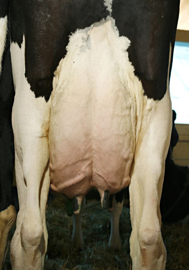 Pernas têm que ser retas quando vistas de trás. |