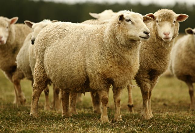 Criadores de ovinos têm encontro quarta-feira | Josua© Teixeira/ Gazeta Do Povo