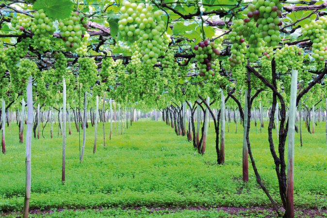 Resultado da segunda leva de frutas desta temporada vai até julho na Capital da Uva do Paraná | Fotos: Marly Aires/gazeta Do Povo