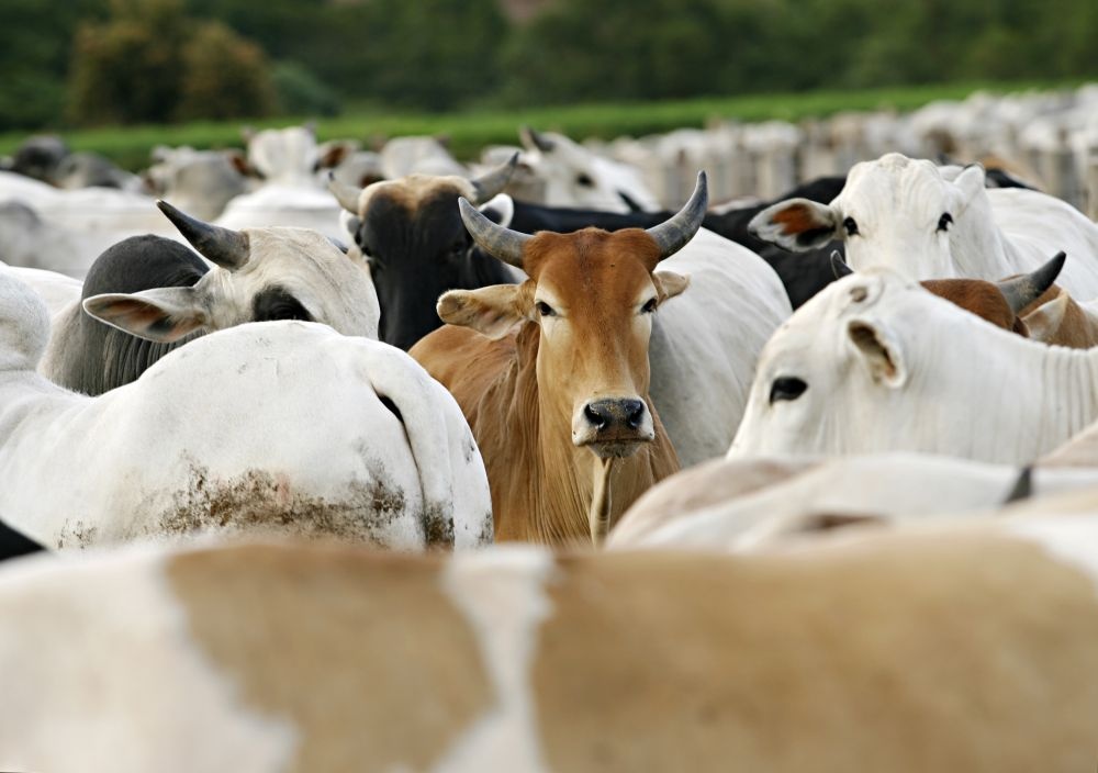 | Foto: Josua© Teixeira/gazeta Do Povo
