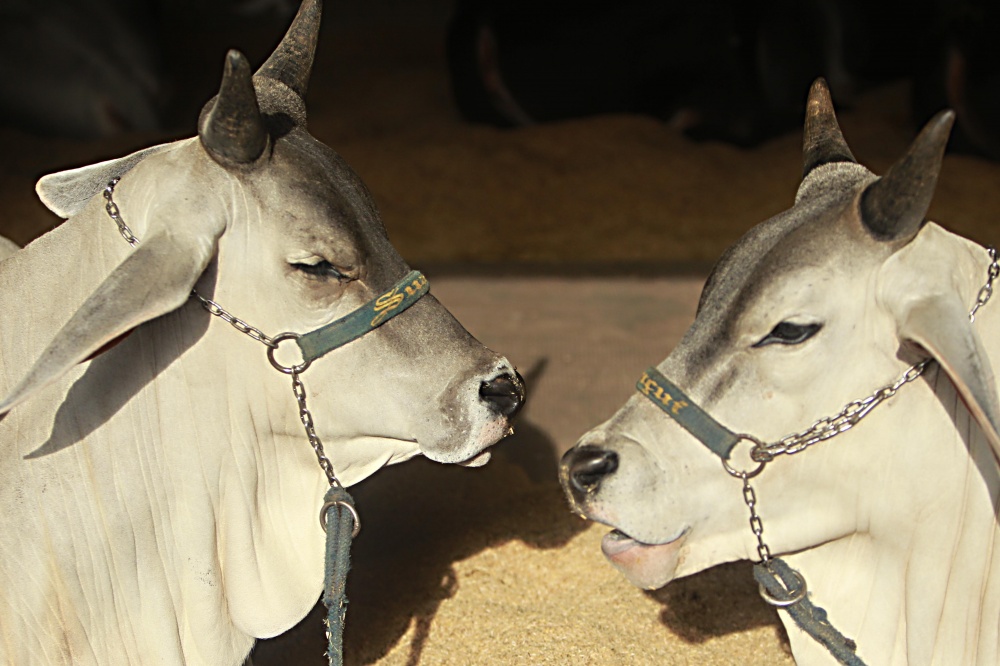 Brasil exporta sete vezes mais que Argentina, mas quer ampliar mercado. | Albari Rosa / Gazeta Do Povo